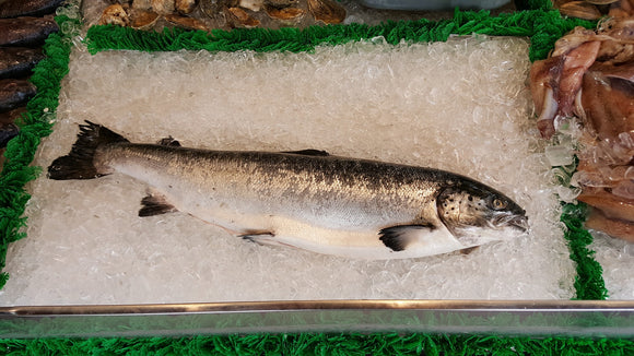 Salmon (whole)