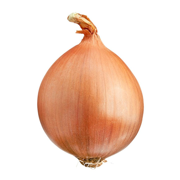Spanish Onion (price each)