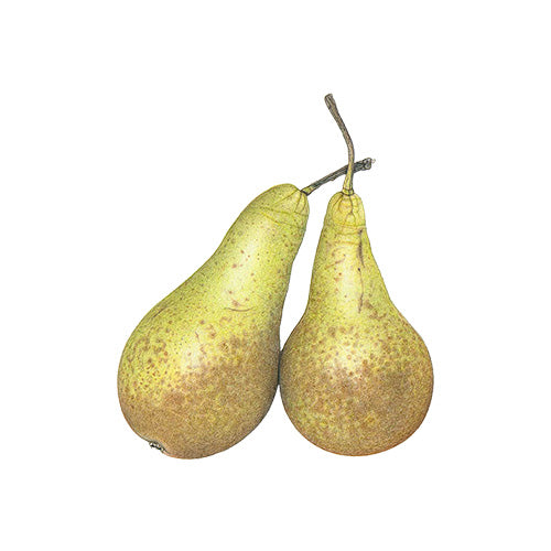 Pear Conference (each)